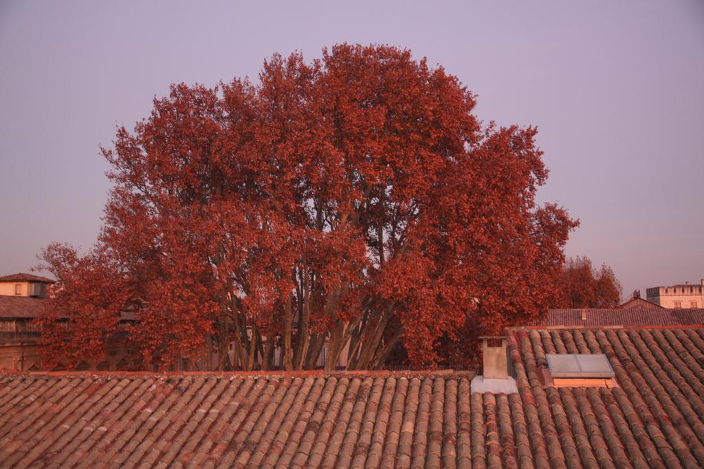 A La Terrasse D'Avignon Lejlighed Eksteriør billede